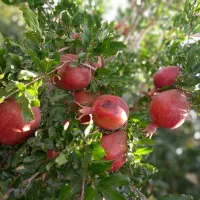 نهال زرشک وعناب انارو...