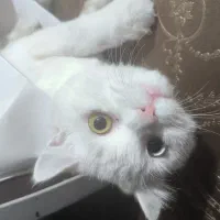 گربه نر وانیش (چشم تابه تا عسلی ابی)