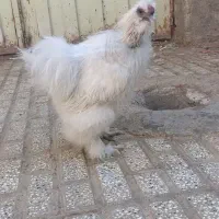 خروس ابریشمی|حیوانات مزرعه|تربت‌حیدریه, ده پائین|دیوار