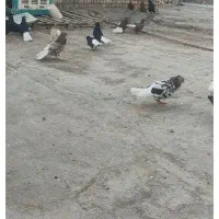 کته رنگی|پرنده|اهواز, منازل کارون|دیوار