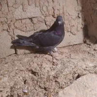 ۹ عدد پرشی به شرط|پرنده|نمین, |دیوار