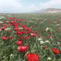 انجام کلیه کارهای باغ و باغچه
