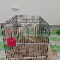 یک جفت عروس هلندی دستی فوری فوری