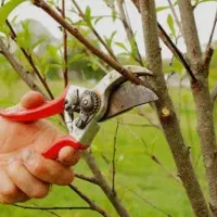 هرس درخت میوه وفروش بهترین نهال درخت میوه وگل گیاه