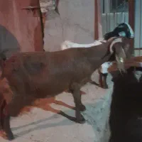 فروش بزوبزغاله|حیوانات مزرعه|شاهرود, |دیوار