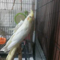 جوجه عروس هلندی لوتینو