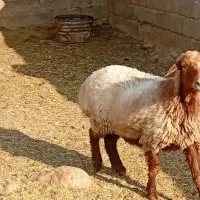 میش تغلی دوبحر چینی