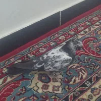 فروش کبوتر