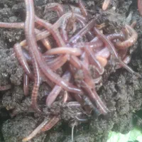 کرم خاکی زنده مخصوص ماهی گیری طعمه کپور