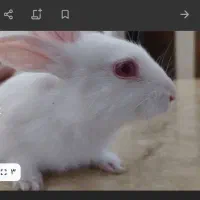 خرگوش سفید رنگ و زرنگ سیصد