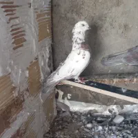 کفتر|پرنده|فولادشهر, B2|دیوار