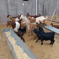 بز بزغاله دار پاکستانی