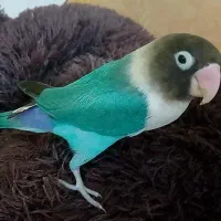 عروس هلندی و طوطی برزیلی