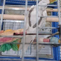 عروس هلندی دوکت آلبینو کلکسیونی جوان