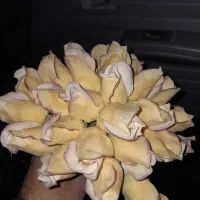 غنچه گل رز زیبا عروس