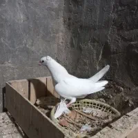 کبوتر جوجه رنگی تازه دونخورشده۳جف شیرازی