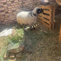 بره شیری کیلویی ۷۰۰تومن