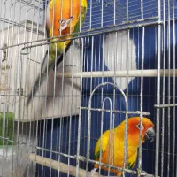 طوطی خورشیدی