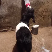 بزغاله شیری دست آموز