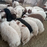 بره|حیوانات مزرعه|چوار, |دیوار