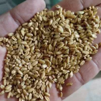 گندم کوهدشت بوجار شده سم نزدم منی ۱۴۰