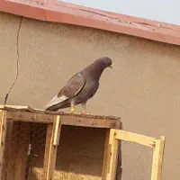 جوجه شمرونی|پرنده|قم, گلزار|دیوار