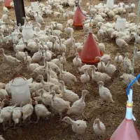 جوجه 20روزه بوقلمون بیوتی