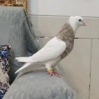 کبوتر طوق آجری