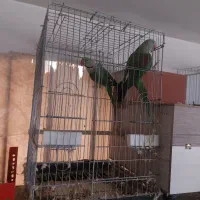 شاه طوطی مولد