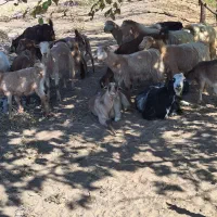 تعداد بز بزغاله فروشی|حیوانات مزرعه|خوسف, |دیوار