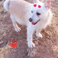 سگ گمشده|حیوانات|تربتحیدریه, آغوی|دیوار