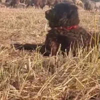 واگزاری نر قدرجونی