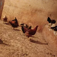 وارک کوردی|حیوانات مزرعه|کلاشی, |دیوار