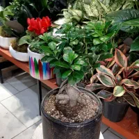 سانسوریا/زاموفیلیا/گل و گیاه آپارتمانی بنسای|گل و گیاه طبیعی|فردیس, فردیس|دیوار