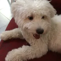 گمشده