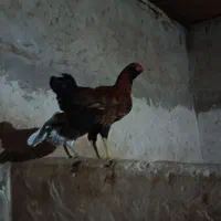 خروس گلین