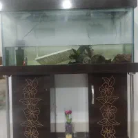 آکواریوم|ماهی|گرگان, |دیوار