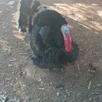 بوقلمون فروشی|حیوانات مزرعه|آبدانان, |دیوار