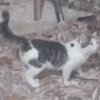 گربه دورگه پرشین|گربه|اردبیل, |دیوار