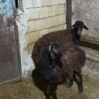 بره نر افشاری|حیوانات مزرعه|لالجین, |دیوار