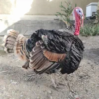 بوغلمون نر دوساله برنز