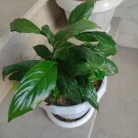 گلهای شاداب