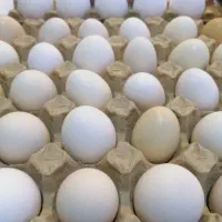 تخم مرغ محلی، تازه و ارزان