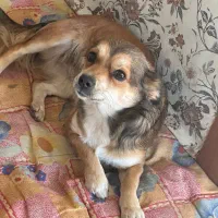 سگ پامرین اشپیتز