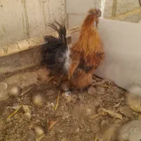 خروس ابریشمی