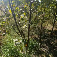 رشـد اقثصادی با نهـالهـای شهـر نـهـال|خدمات باغبانی و درختکاری|سردشت, |دیوار