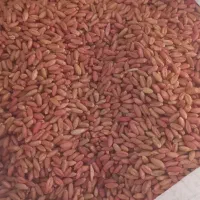 گندم بوجاری شده تمیز.|خدمات باغبانی و درختکاری|بیجار, |دیوار