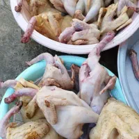 مرغ خروس بقلمون محلی 180