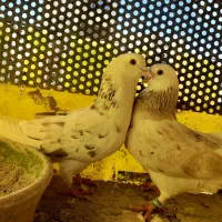 کبوتر|پرنده|محمدشهر, محمدشهر|دیوار