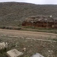 کاه گندم